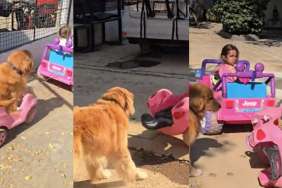 Video: Golden Retriever's Efforts to Keep Up With Kid's Car Game Go Viral