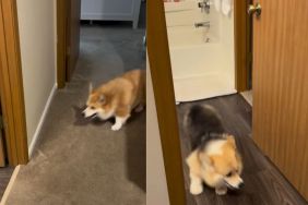 Video of 2 Corgis Playing Hide-and-Seek Will Make Your Day
