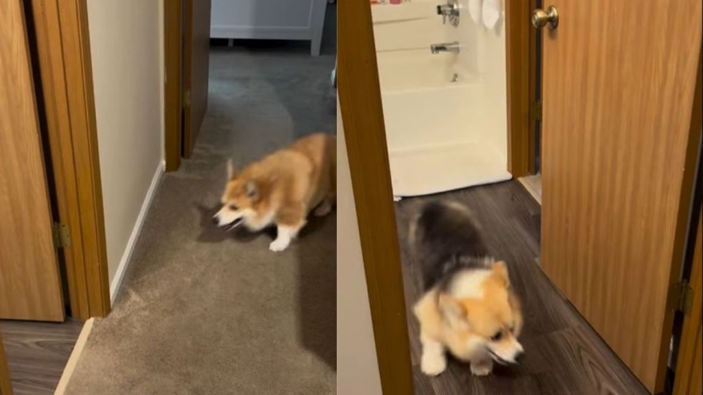 Video of 2 Corgis Playing Hide-and-Seek Will Make Your Day
