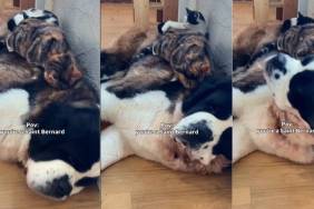 Big Dog Allows Cats to Nestle on Him in an Adorable Video