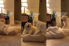 Video: Two Golden Retrievers Go From Playtime to Fight in Seconds