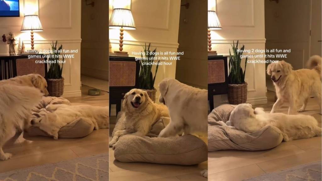 Video: Two Golden Retrievers Go From Playtime to Fight in Seconds