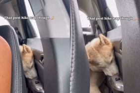 Dog's Post-Hike Nap Makes for an Adorable Video