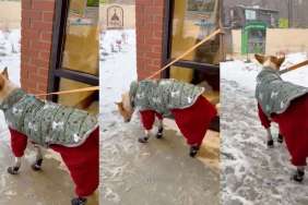 Aloka the Peace Dog Is a Tad Confused About Snow in Adorable Video