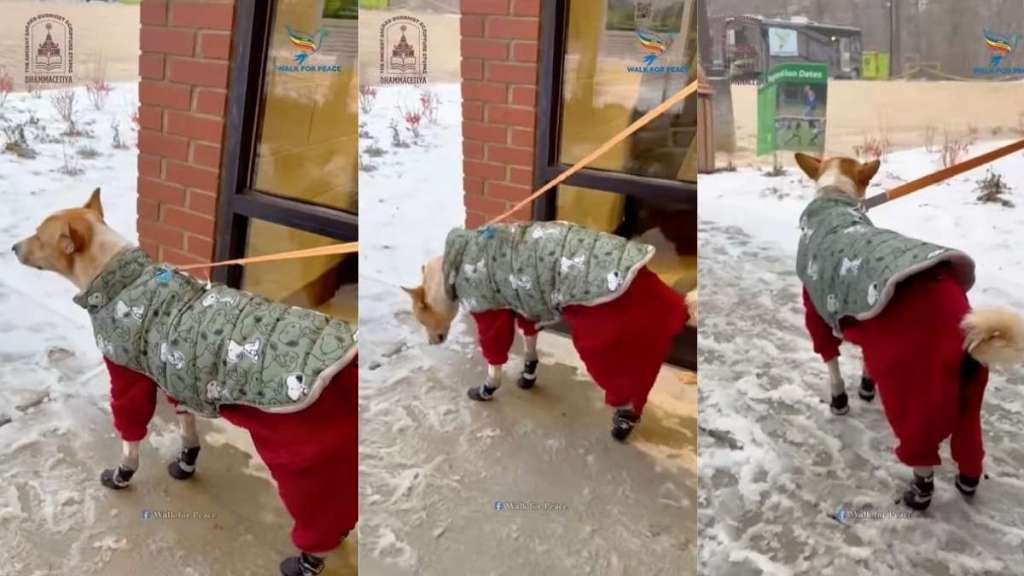 Aloka the Peace Dog Is a Tad Confused About Snow in Adorable Video
