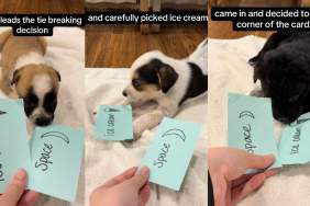 Video Captures a Group of Foster Puppies Picking Their Own Names