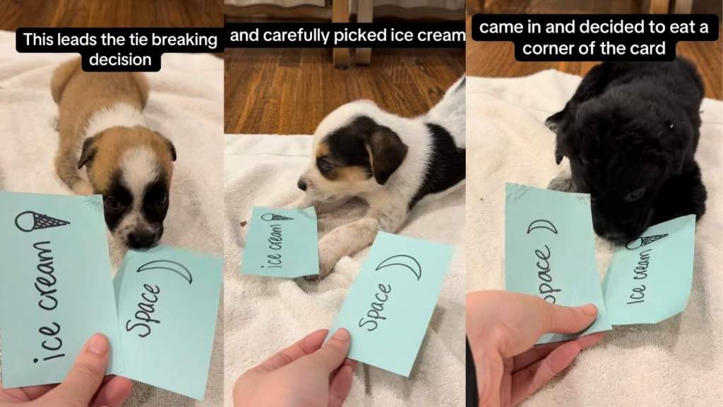 Video Captures a Group of Foster Puppies Picking Their Own Names