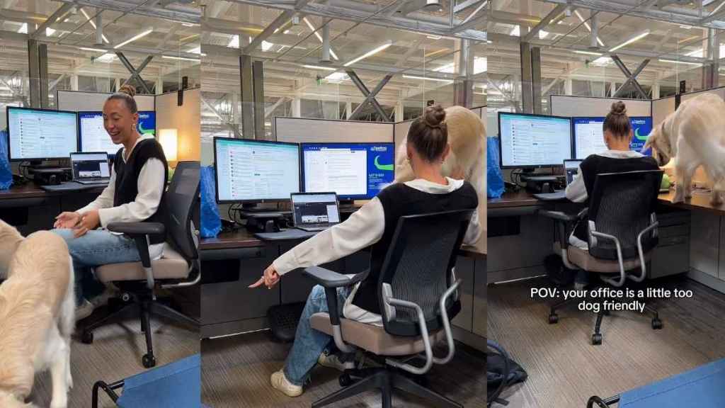 Video Shows What Happens When Work Space Is a Little Too Dog Friendly