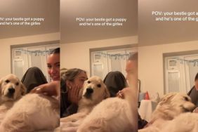 Golden Retriever Is 'One of the Girlies' Among a Group of Besties