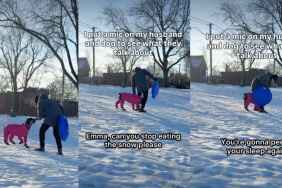 Video: Dog & Dad's Sledding Game Ends Hilariously