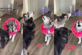 Video: Husky Reacts to Being Told ‘No’ to Pup Cups Repeatedly