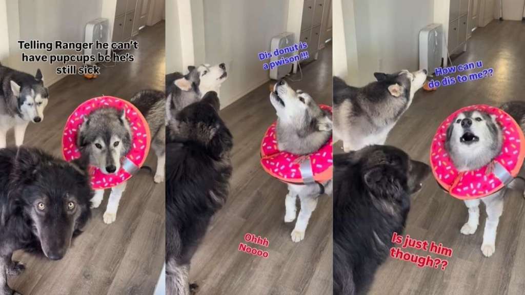 Video: Husky Reacts to Being Told ‘No’ to Pup Cups Repeatedly