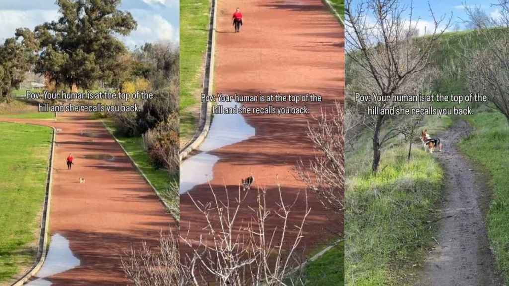 Video: Dog Does This When Mom Calls Him From the Top of a Hill