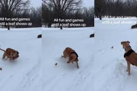 Video: Dog's Playtime in Snow Interrupted by a Leaf