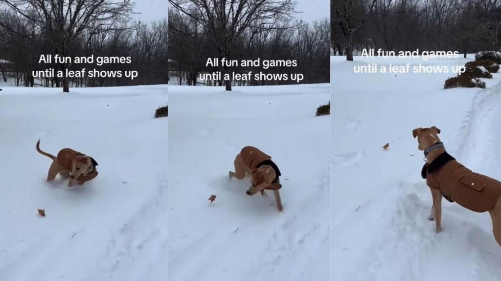 Video: Dog's Playtime in Snow Interrupted by a Leaf