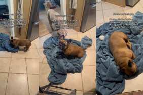 Video: Dog Drags Blanket From Living Room to Kitchen for an Adorable Reason