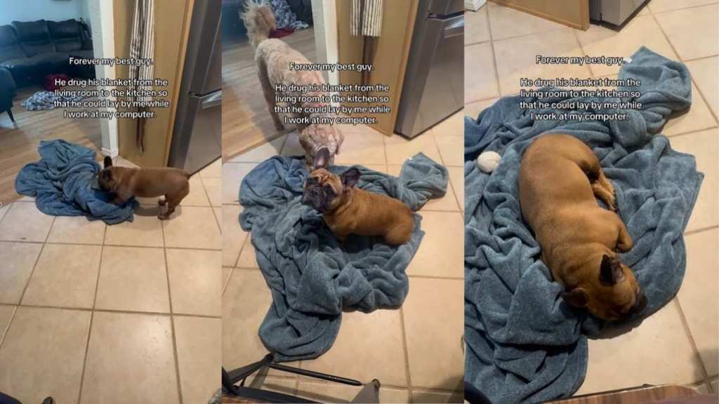Video: Dog Drags Blanket From Living Room to Kitchen for an Adorable Reason