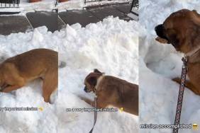Video: Dog's 'Important Mission' in the Snow Ends With a Huge Surprise