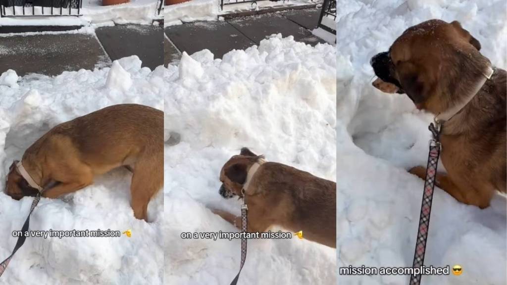 Video: Dog's 'Important Mission' in the Snow Ends With a Huge Surprise