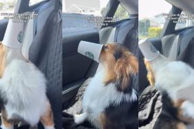 Video: Dog 'Couldn't Handle' Her First Ever Pup Cup