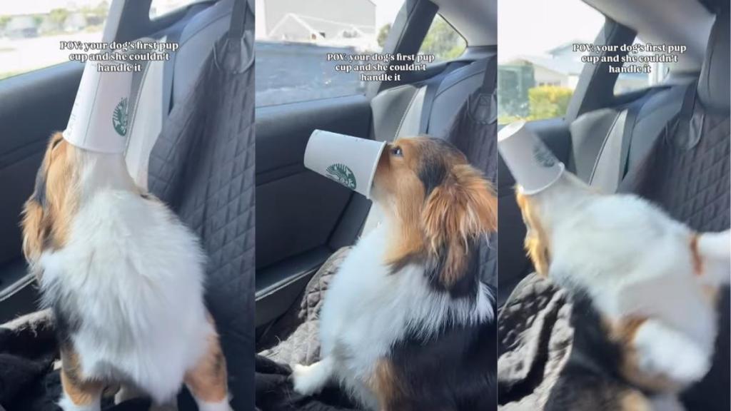 Video: Dog 'Couldn't Handle' Her First Ever Pup Cup