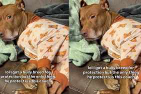 Video Shows the One Thing Pit Bull Is Capable of Protecting