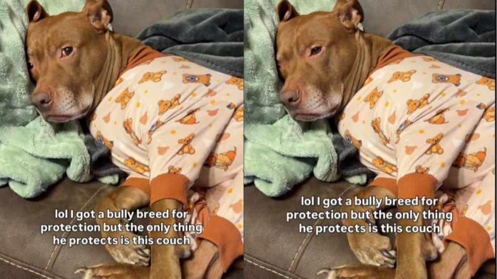 Video Shows the One Thing Pit Bull Is Capable of Protecting