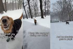 Video Shows What Golden Retriever Does While Walking Without His Leash