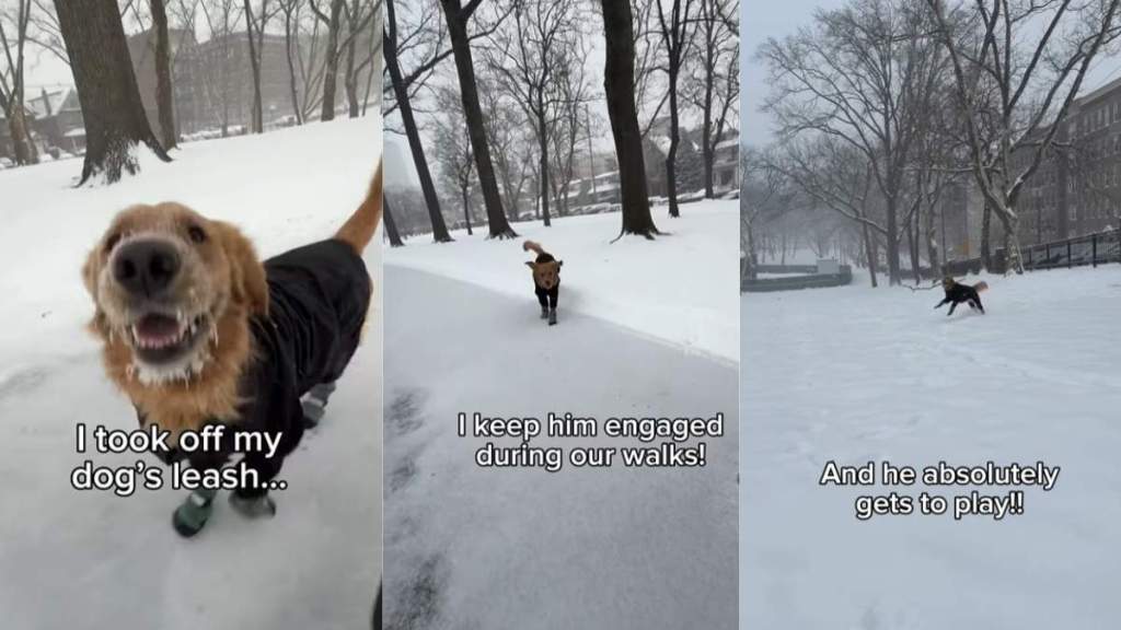 Video Shows What Golden Retriever Does While Walking Without His Leash