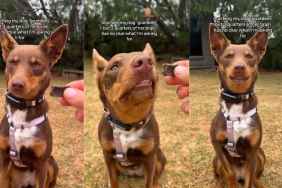 Video: Dog Reacts to Being Taught a New Trick