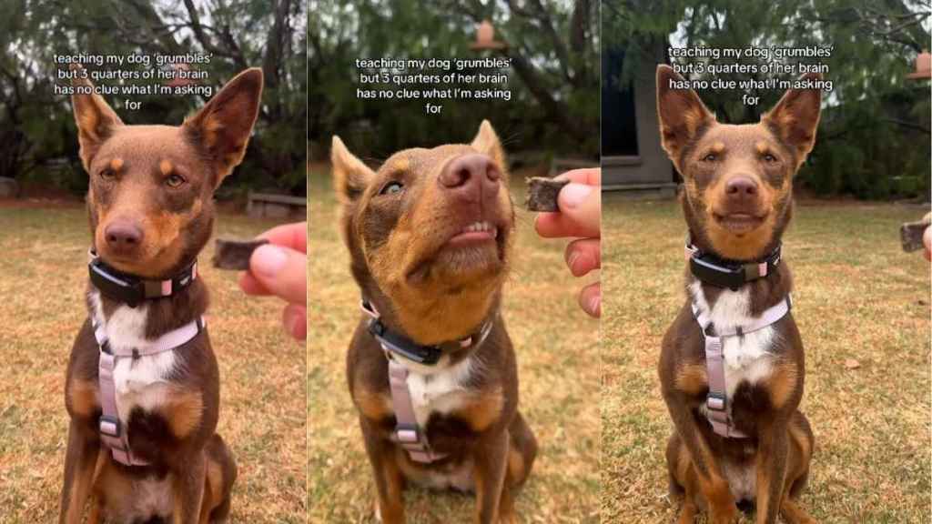 Video: Dog Reacts to Being Taught a New Trick
