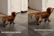 Video: Dog Put On Snow Boots & Then This Happened