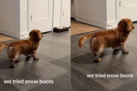 Video: Dog Put On Snow Boots & Then This Happened