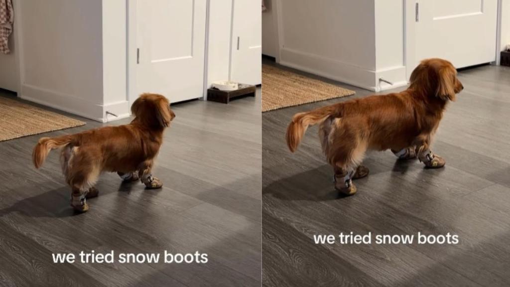 Video: Dog Put On Snow Boots & Then This Happened