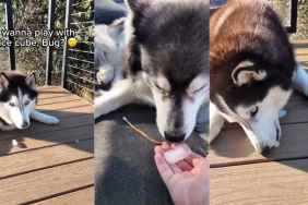 Video: Dog Siblings Have Wildly Different Thoughts on Ice Cubes