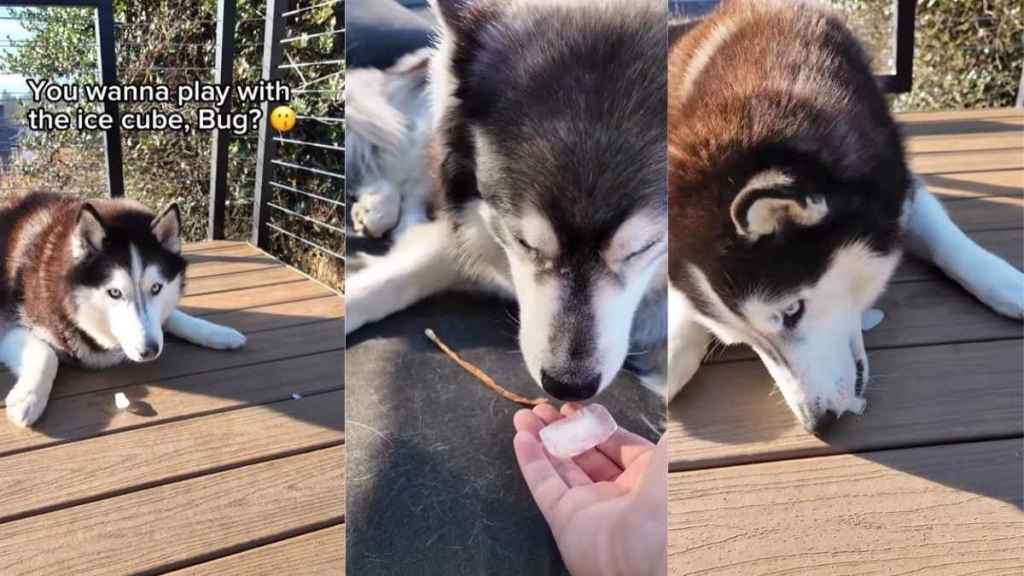 Video: Dog Siblings Have Wildly Different Thoughts on Ice Cubes