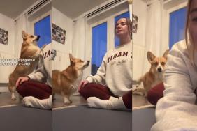 Video Shows the Real Challenge of Doing Yoga With a Dog Around