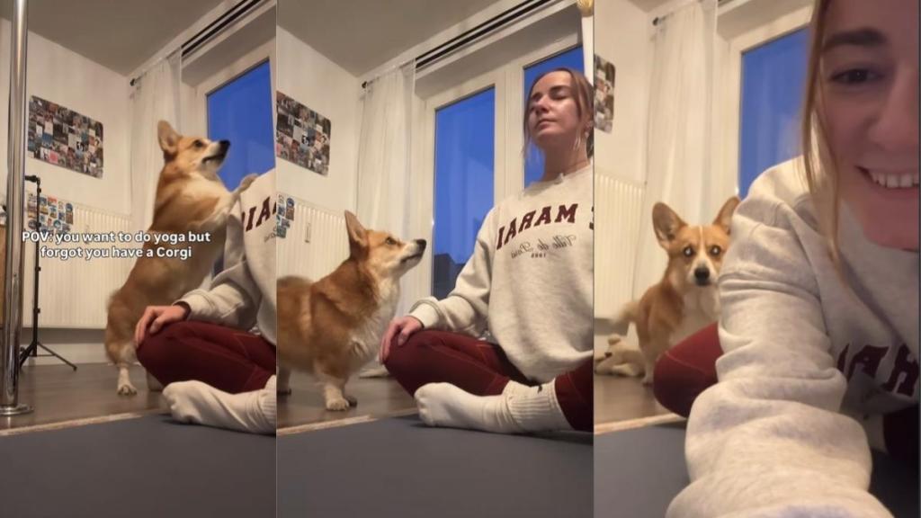 Video Shows the Real Challenge of Doing Yoga With a Dog Around