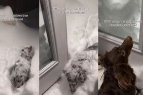 Video: Dog Proves She's a 'True Canadian Dachshund’