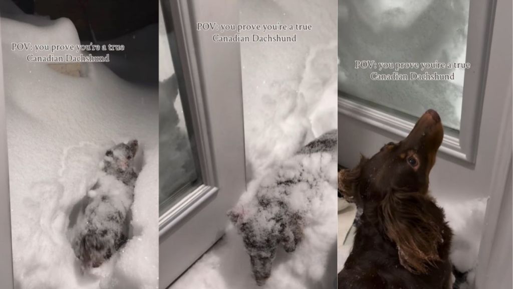 Video: Dog Proves She's a 'True Canadian Dachshund’