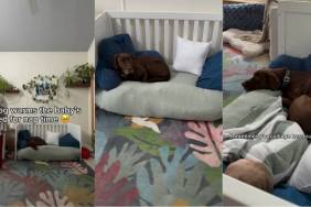 Video: Labrador Helps New Mom Raise Her Baby by Doing This Bed