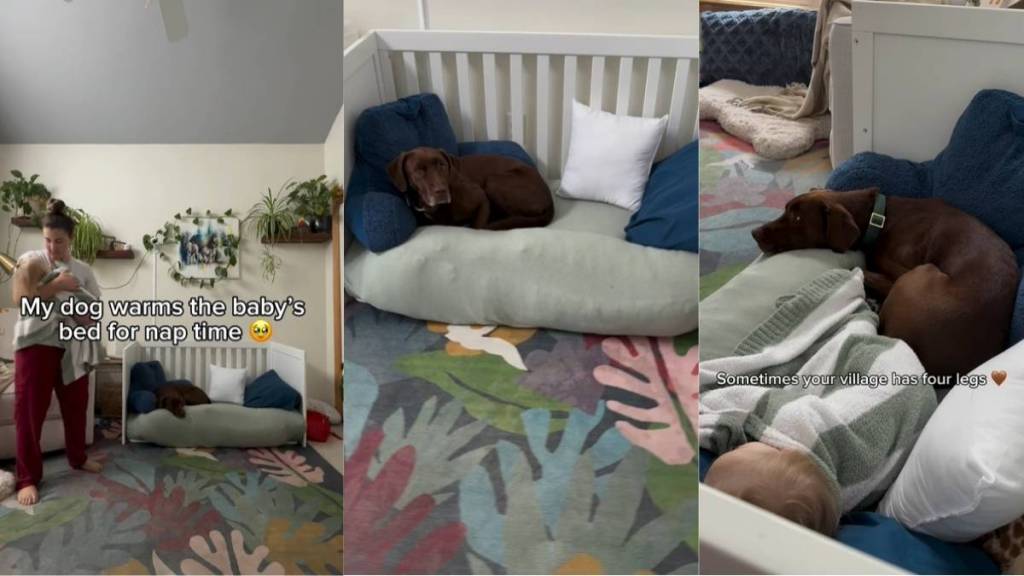 Video: Labrador Helps New Mom Raise Her Baby by Doing This Bed