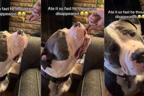 Dog Believes in Good Morning Scratches in Cute Video