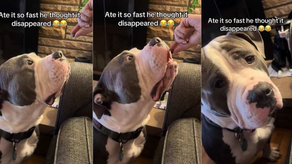 Dog Believes in Good Morning Scratches in Cute Video