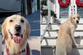 Video: Golden Retriever Treats Grandparents' House as a 'Resort'