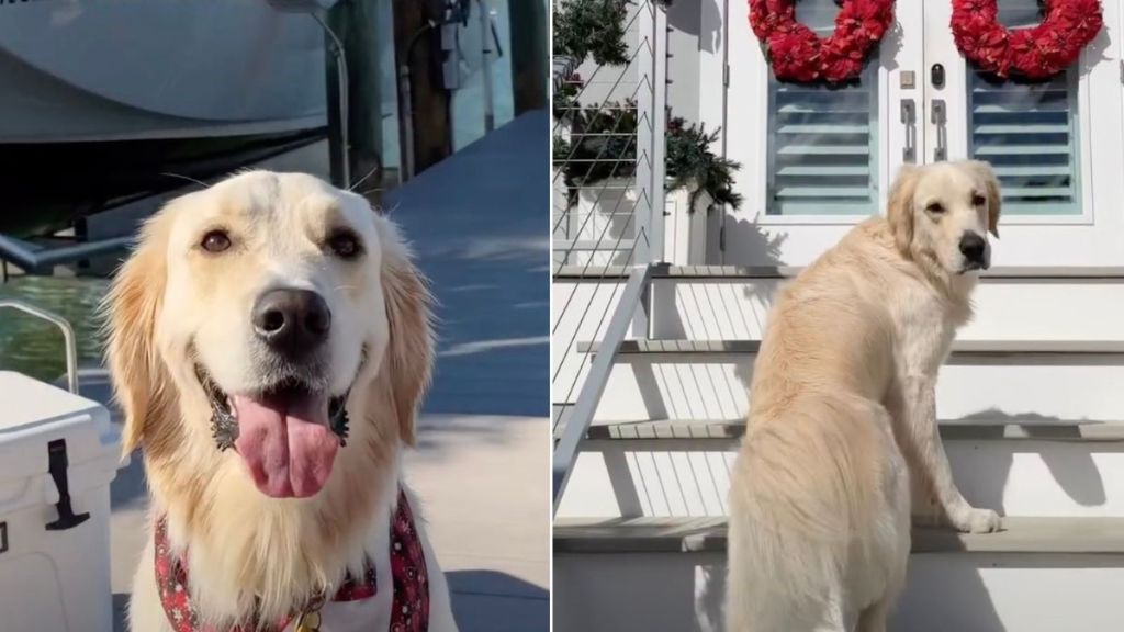 Video: Golden Retriever Treats Grandparents' House as a 'Resort'