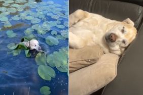 Video: Golden Retriever Gets Called 'Driest Fish in the World' for a Reason