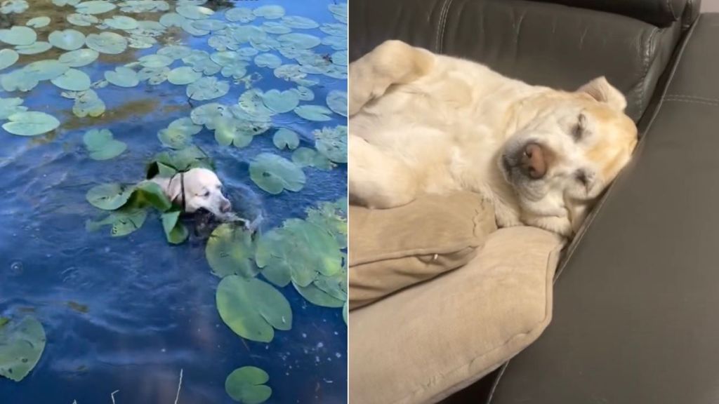 Video: Golden Retriever Gets Called 'Driest Fish in the World' for a Reason