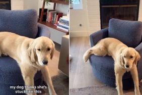 Golden Retriever Believes She's 'Stuck' in Adorable Video