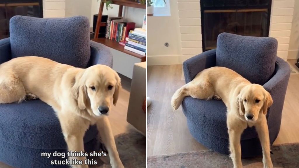 Golden Retriever Believes She's 'Stuck' in Adorable Video